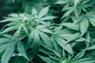 Yeşil sativa arka plan. Esrar tıbbi olarak yetişir. Marihuana yeşili bitki. Doğal saksı bitkisi. Cbd thc otu yetiştiriyorum..