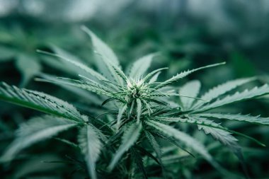 Doğal saksı bitkisi. Kapalı alandaki kenevirler tıbbi olarak yetişir. Ot yeşili bitki. Yeşil sativa arka plan. Cbd marihuana yetiştiriyorum. .