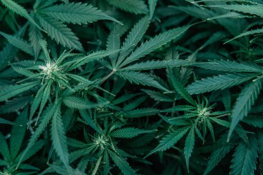 Yeşil sativa arka plan. Ot yeşili ot. Doğal saksı bitkisi. Kapalı alanda marihuana yetişir. Cbd thc kenevir yetiştirme.