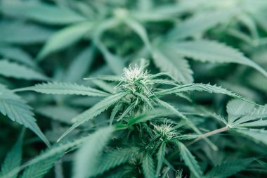 Ot yeşili ot. Yeşil sativa arka plan. Kapalı alanda marihuana yetişir. CBC THC keneviri yetiştiriyorum. Doğa bitkisi..