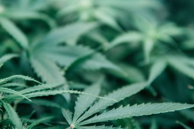 Kapalı alanda marihuana yetişir. CBC 'de esrar yetiştiriyor. Ot yeşili ot. Yeşil sativa arka plan. Doğa bitkisi..