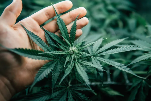 Inomhus Växer Cannabis Medicinskt Grön Sativa Bakgrund Växer Cdd Thc — Stockfoto