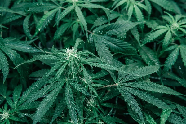 Растение Травы Cannabis Growing Cbd Thc Помещении Марихуана Растут Медицинские — стоковое фото
