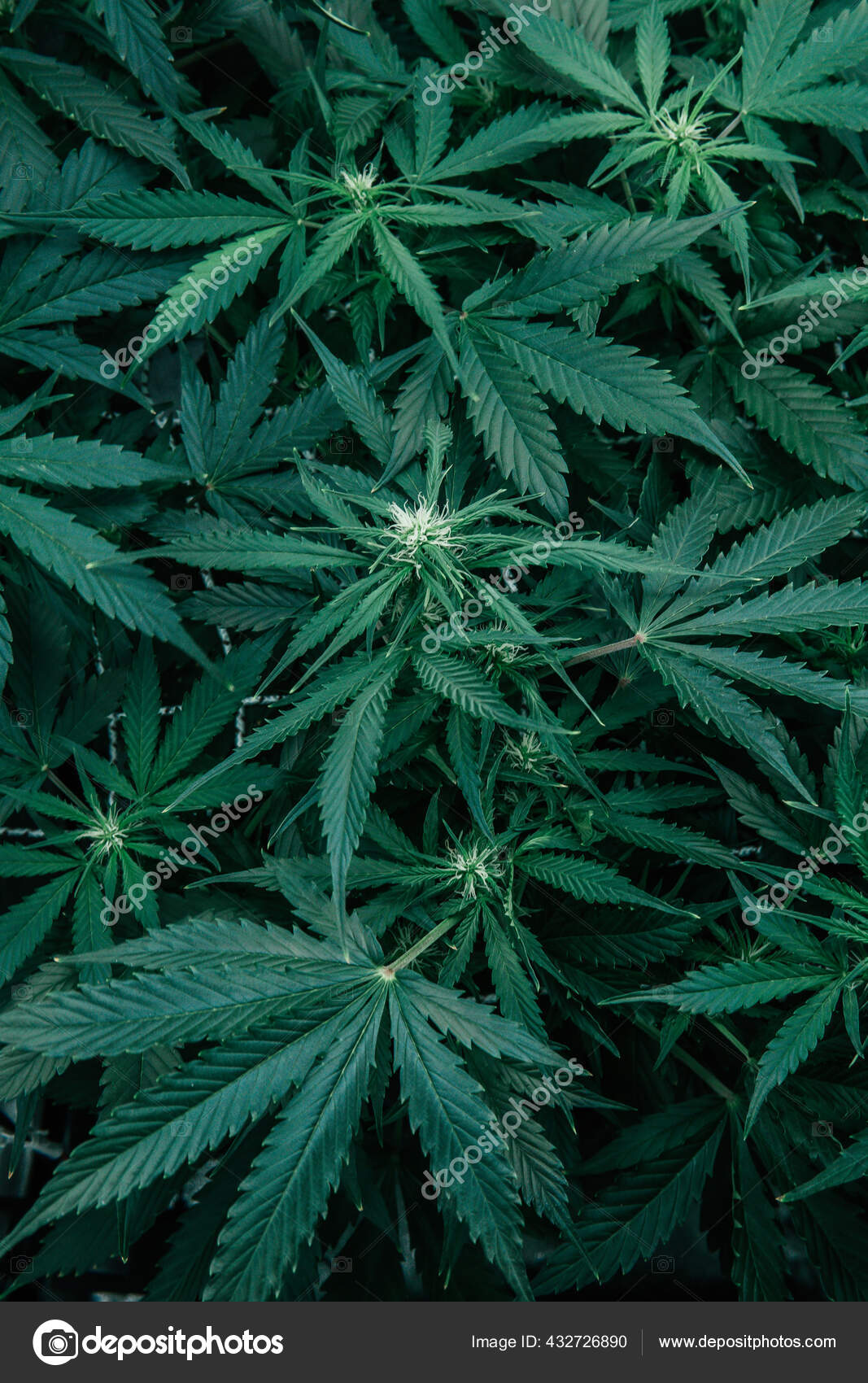 自然盆栽在室内大麻种植医疗绿色饱满的背景种植头孢沙司大麻杂草青草 图库照片 C Cendeced