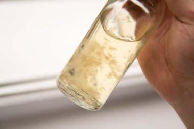 Sihirli mantar. Psilosibe cubensis. Sıvı miselyum kültürü. Mantar ekimi. Psikedelik mikrodoz. İlaçlar Psilosibin mantarı.