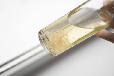 İlaçlar, mantar ekimi. Sihirli mantar yetiştir. Psilosibe cubensis. Psilosibe cubensis. Sıvı miselyum kültürü. Psilosibin mantarı..