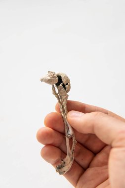 Fiziksel Psychedelic mikrodoz ilaçlar. Enerji mikro dozajı Dry Psilocybe cubensis. Sihirli mantar. Psilosibin mantarı..