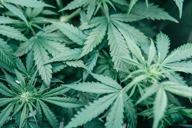 CBC otları yetiştiriyorum. Yeşil sativa arka plan. Esrar tıbbi olarak yetişir. Marihuana yeşili bitki. Doğa bitkisi..