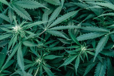 CBC THC keneviri yetiştiriyorum. Yeşil sativa arka plan. Ot yeşili ot. Doğal saksı bitkisi. İç mekanda marihuana yetişir..