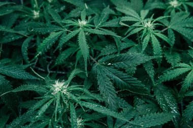 CBC 'de esrar yetiştiriyor. Kapalı alanda marihuana yetişir. Yeşil sativa arka plan. Esrar bitkisi. Doğa yeşili bitki..