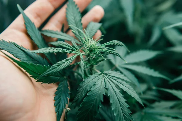 Cannabis Blir Medicinskt Naturkrukväxt Odlar Cbd Thc Ogräs Grön Sativa — Stockfoto