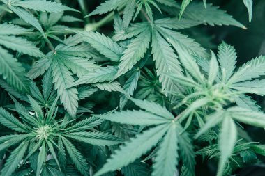 Doğal saksı bitkisi. CBC otları yetiştiriyorum. Yeşil sativa arka plan. Esrar tıbbi olarak yetişir. Marihuana yeşili.