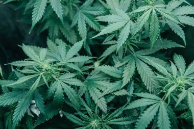 Yeşil sativa arka plan. Marihuana yeşili bitki. Doğal saksı bitkisi. CBC otları yetiştiriyorum. Kapalı alandaki kenevirler tıbbi olarak yetişir.