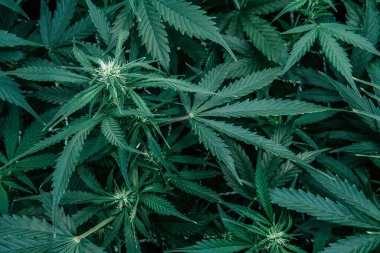 Doğal saksı bitkisi. Yeşil sativa arka plan. CBC THC keneviri yetiştiriyorum. Ot yeşili ot. İç mekanda marihuana yetişir..