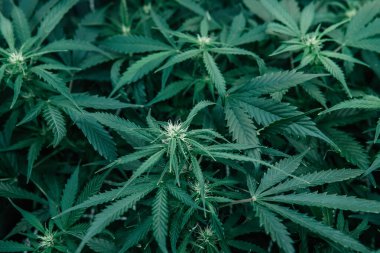 CBC 'de esrar yetiştiriyor. Kapalı alanda marihuana yetişir. Ot yeşili ot. Yeşil sativa arka plan. Doğa bitkisi..