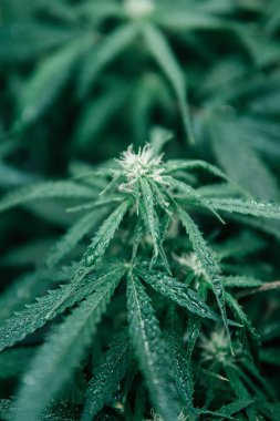 Yeşil kenevir geçmişi. CBC 'yi büyüten sativa. Doğa yeşili bitki. Kapalı alanda marihuana yetişir. Esrar bitkisi.