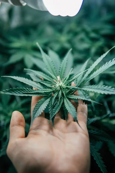 Inomhus Växer Cannabis Medicinskt Naturkrukväxt Ogräs Grön Ört Grön Sativa — Stockfoto