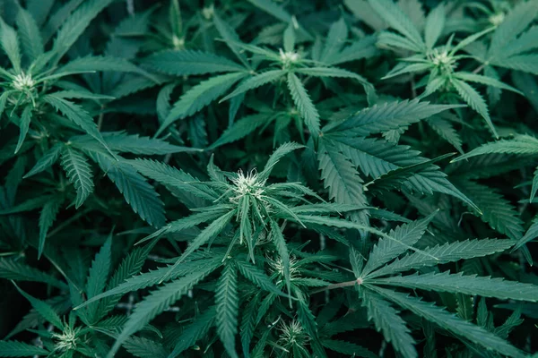 Cannabis Growing Cbd Thc Помещении Марихуана Растут Медицинские Трава Зеленая — стоковое фото
