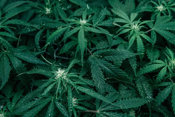 CBC 'de esrar yetiştiriyor. Esrar bitkisi. Doğa yeşili bitki. Kapalı alanda marihuana yetişir. Yeşil sativa arkaplanı.