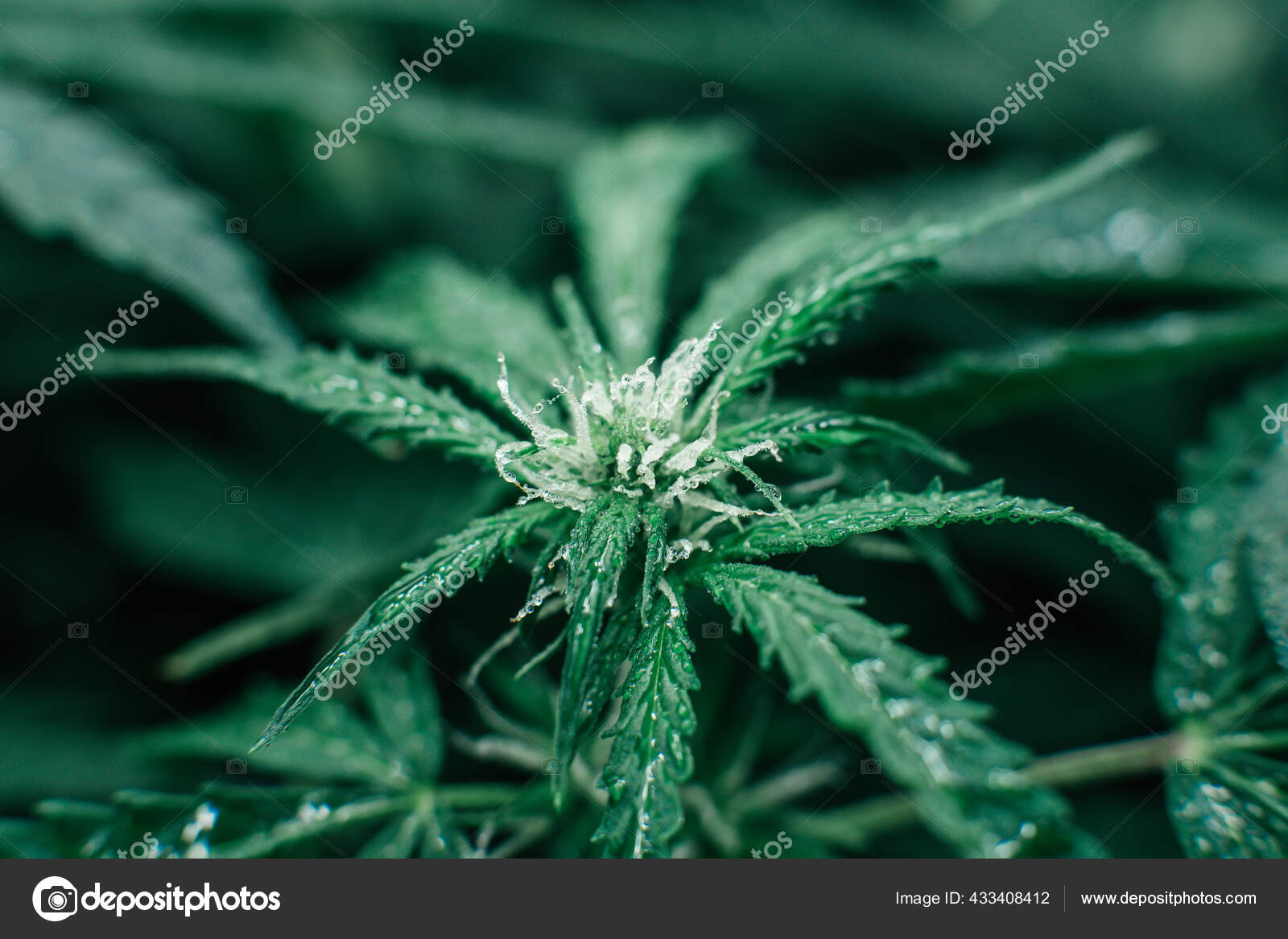 杂草盆栽绿色饱满的背景在室内大麻种植医疗种植大麻的头孢沙丁鱼天然绿草 图库照片 C Cendeced
