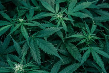 CBC THC keneviri yetiştiriyorum. Ot yeşili ot. Doğal saksı bitkisi. Kapalı alanda marihuana yetişir. Yeşil sativa arkaplanı.