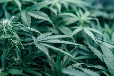 Doğal saksı bitkisi. Ot yeşili ot. Kapalı alanda marihuana yetişir. Yeşil sativa arka plan. Cbd thc kenevir yetiştirme.