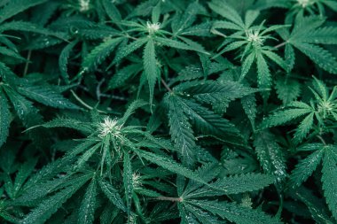 Yeşil sativa arka plan. CBC 'de esrar yetiştiriyor. Esrar bitkisi. Doğa yeşili bitki. İç mekanda marihuana yetişir..