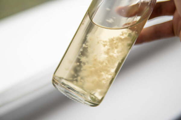 Лекарства выращивания грибов. Гриб псилоцибина. Жидкая культура мицелия. Расти волшебный гриб. Psilocybe cubensis.