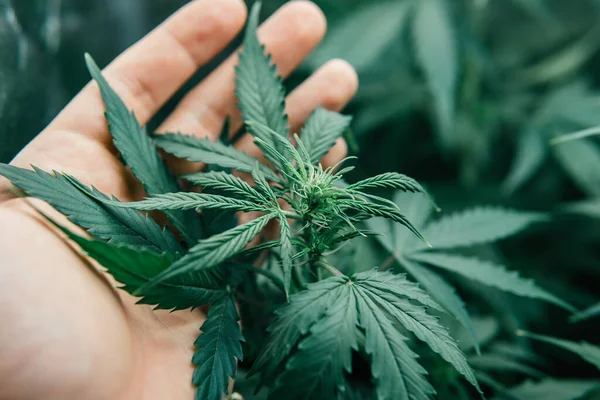 Grön Sativa Bakgrund Marijuana Grön Ört Cannabis Blir Medicinskt Naturkrukväxt — Stockfoto