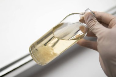 Sihirli mantar yetiştir. Psilosibin mantarı. Psilosibe cubensis. İlaçlar, mantar ekimi. Miselyumun sıvı kültürü.