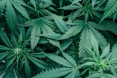 Marihuana yeşili bitki. Yeşil sativa arka plan. Esrar tıbbi olarak yetişir. Doğal saksı bitkisi. Cbd thc otu yetiştiriyorum..