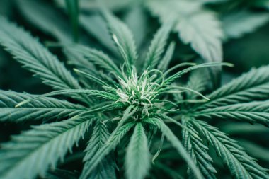 Yeşil sativa arka plan. Ot yeşili bitki. CBC marihuana yetiştiriyorum. Doğal saksı bitkisi. Kapalı alandaki kenevirler tıbbi olarak yetişir.