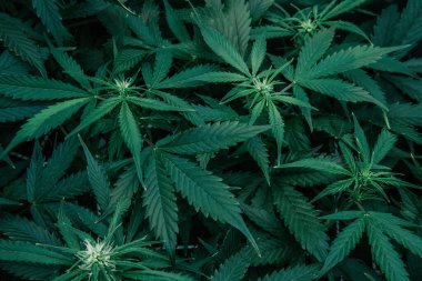 Kapalı alanda marihuana yetişir. Yeşil sativa arka plan. CBC THC keneviri yetiştiriyorum. Ot yeşili ot. Doğa bitkisi..