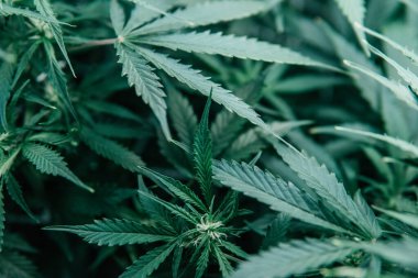 Yeşil sativa arka plan. CBC THC keneviri yetiştiriyorum. Doğal saksı bitkisi. Ot yeşili ot. İç mekanda marihuana yetişir..