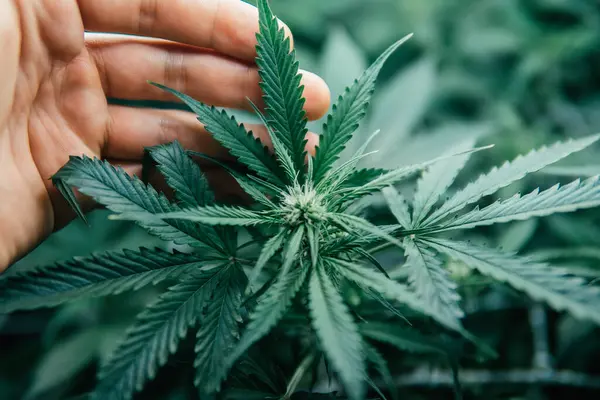 Naturkrukväxt Inomhus Växer Cannabis Medicinskt Grön Sativa Bakgrund Växer Cdd — Stockfoto