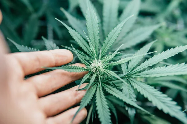 Ogräs Grön Ört Växer Cdd Thc Marijuana Inomhus Växer Cannabis — Stockfoto