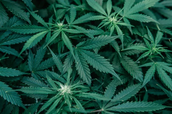 Marihuana Środku Uprawia Medycynę Rośnie Cbd Thc Cannabis Naturalna Roślina — Zdjęcie stockowe
