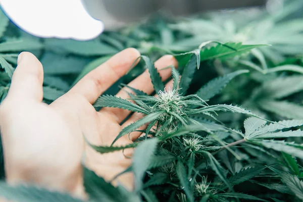 Gräsgrön Ört Inomhus Blir Marijuana Medicinsk Grön Sativa Bakgrund Cannabis — Stockfoto