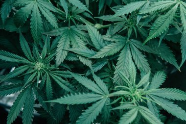 CBC otları yetiştiriyorum. Marihuana yeşili bitki. Yeşil sativa arka plan. Esrar tıbbi olarak yetişir. Doğa bitkisi..