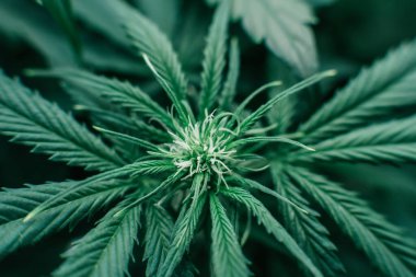 Nature pot plant. Growing cbd thc weed. Indoor cannabis grow medical. Green sativa background.