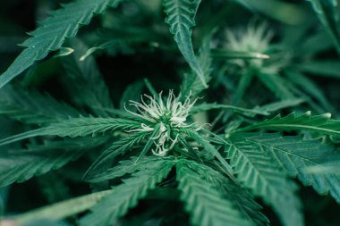 CBC 'de esrar yetiştiriyor. Kapalı alanda marihuana yetişir. Doğa yeşili bitki. Esrar bitkisi. Yeşil sativa arkaplanı.