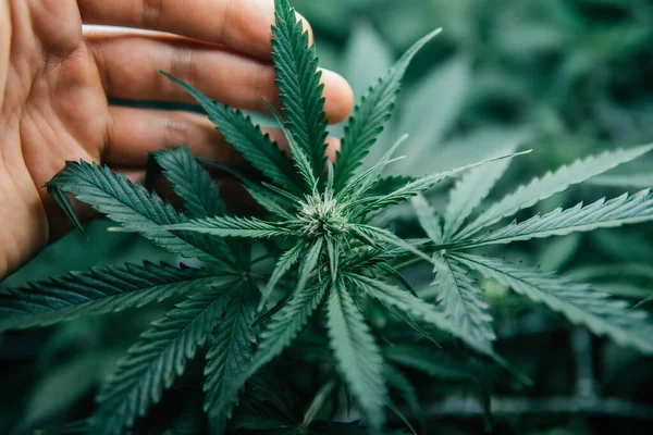 Ogräs Grön Ört Naturkrukväxt Inomhus Växer Cannabis Medicinskt Grön Sativa — Stockfoto