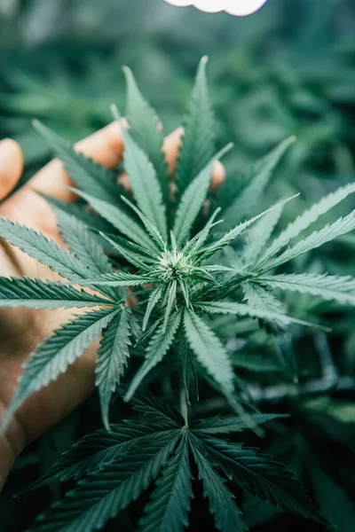 Naturkrukväxt Ogräs Grön Ört Grön Sativa Bakgrund Växer Cdd Thc — Stockfoto