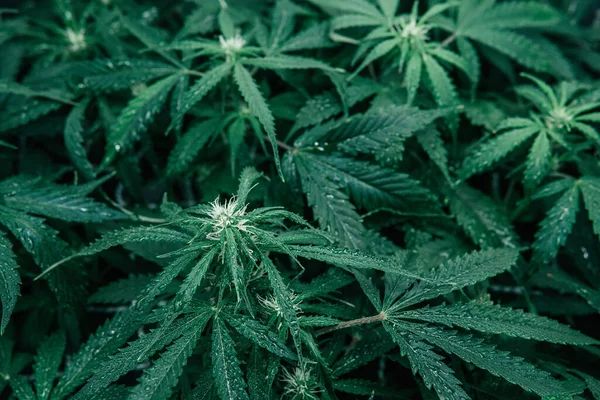 Indoor Marijuana grow medical. Nature green herb. Weed pot plant. Cannabis growing cbd thc . Green sativa background.
