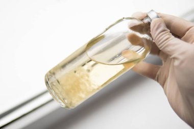 Psilocybin mushroom. Medicines Mushroom cultivation. Grow Magic mushroom. Liquid culture of mycelium. Psilocybe cubensis. Psilocybe cubensis.