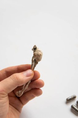 Psilocybin mushroom. Medicines physical energy micro dosing Psychedelic microdosing. Dry Psilocybe cubensis. Magic shroom.