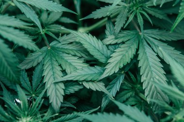 Doğal saksı bitkisi. CBC otları yetiştiriyorum. Yeşil sativa arka plan. Esrar tıbbi olarak yetişir. Marihuana yeşili.