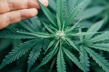 CBC marihuana yetiştiriyorum. Ot yeşili bitki. Doğal saksı bitkisi. Kapalı alandaki kenevirler tıbbi olarak yetişir. Yeşil sativa arkaplanı.