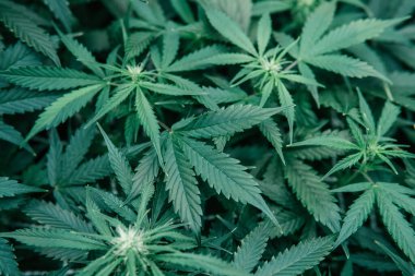 Green sativa background. Weed green herb. Indoor Marijuana grow medical. Growing cbd thc cannabis. Nature pot plant.