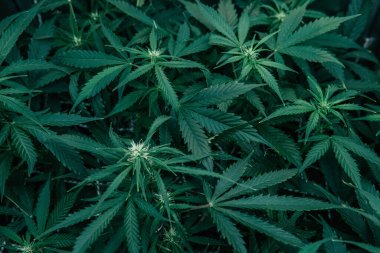 CBC 'de esrar yetiştiriyor. Kapalı alanda marihuana yetişir. Ot yeşili ot. Yeşil sativa arka plan. Doğa bitkisi..